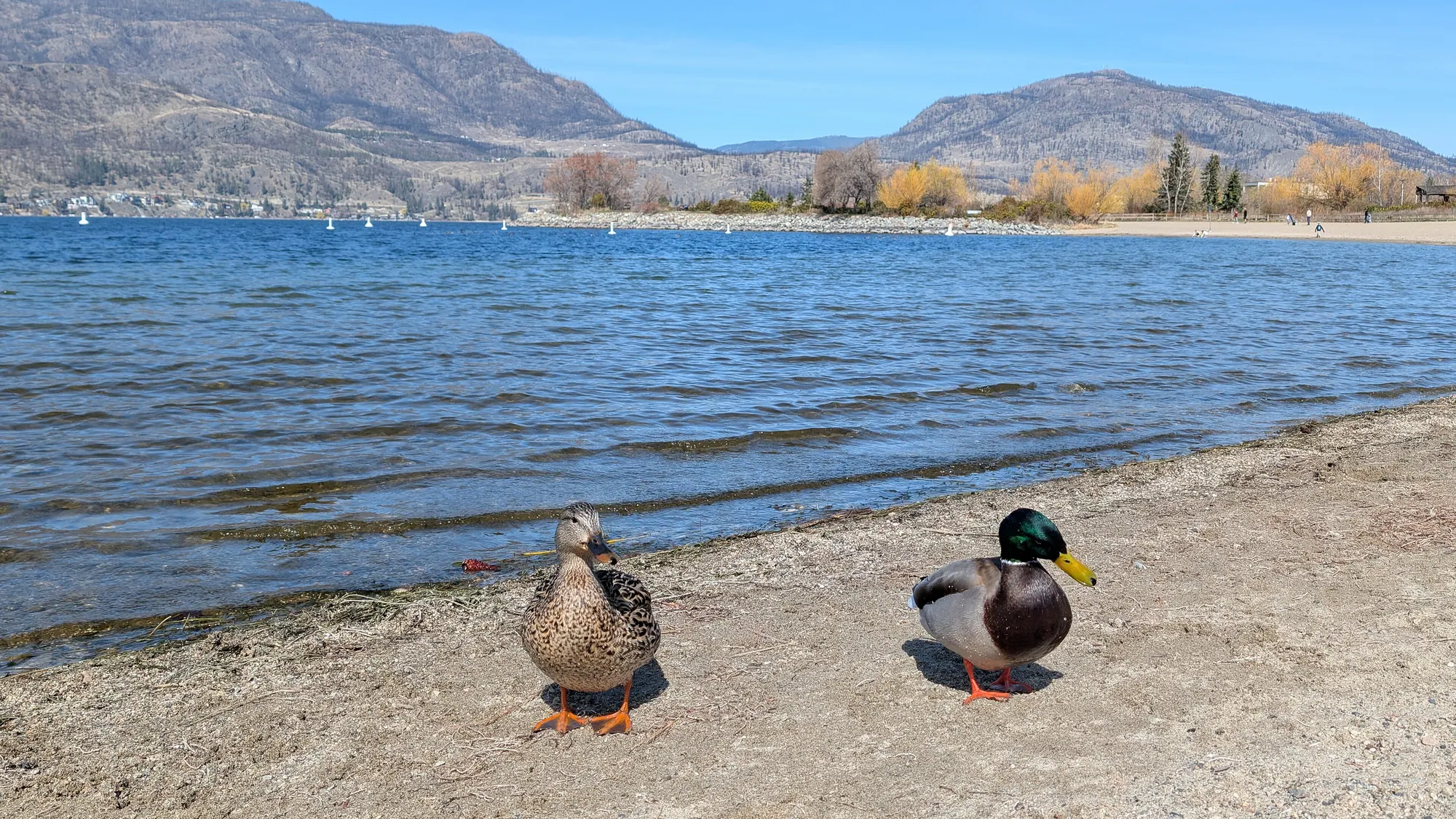 Calm water at Okanagan Lake in Kelowna